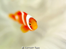 [Nemo with White] by Kenneth Tsao 